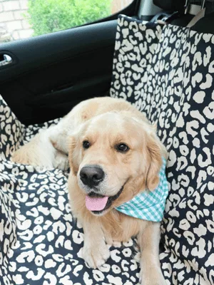 Mercerine tuto housse de protection voiture couverture transport chien tendance accessoire couture tuto gratuit animaux couture DIY