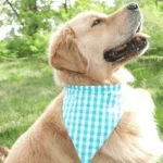 Mercerine tuto bandana pour animaux accessoire chien et chat chien tendance accessoire couture tuto gratuit animaux couture DIY