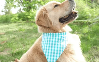 Bandana pour animal de compagnie