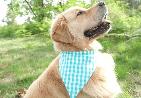 Mercerine tuto bandana pour animaux accessoire chien et chat chien tendance accessoire couture tuto gratuit animaux couture DIY